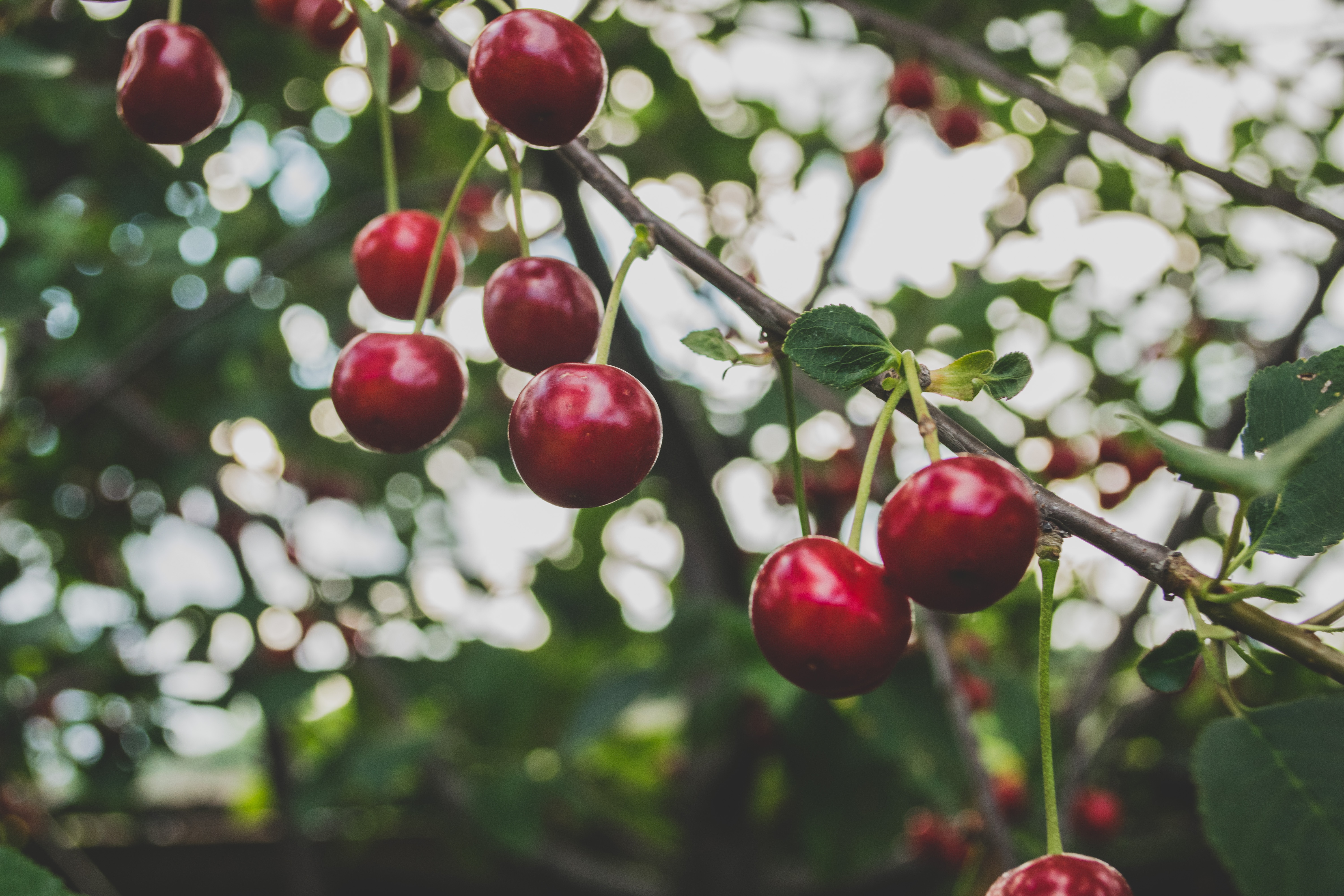 cherry trees